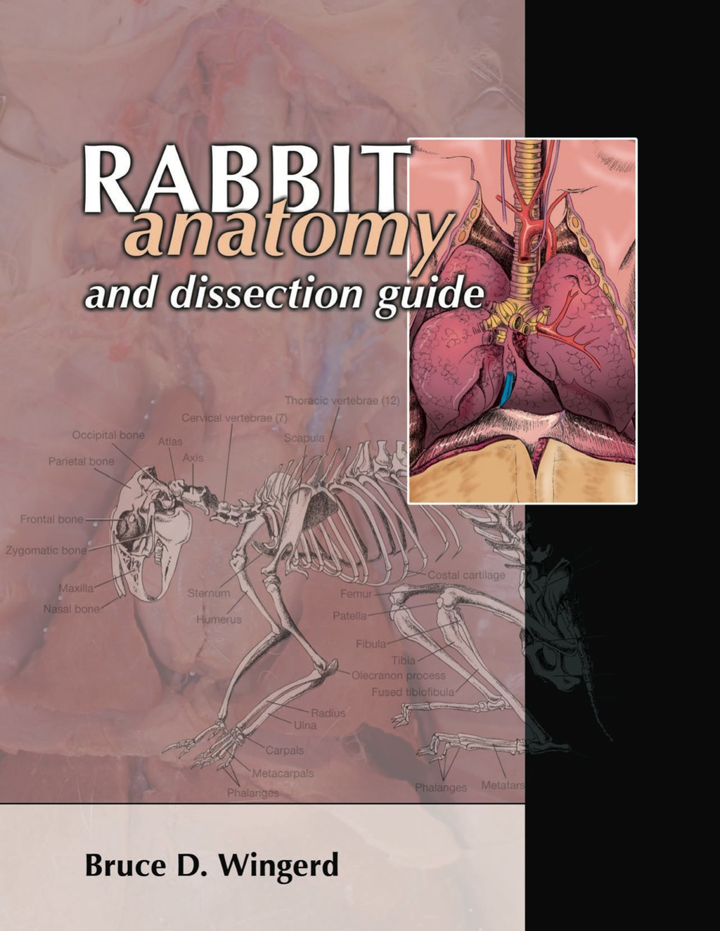Rabbit Anatomy & Dissection Guide 1st Edition - (PDF/EPUB Version)