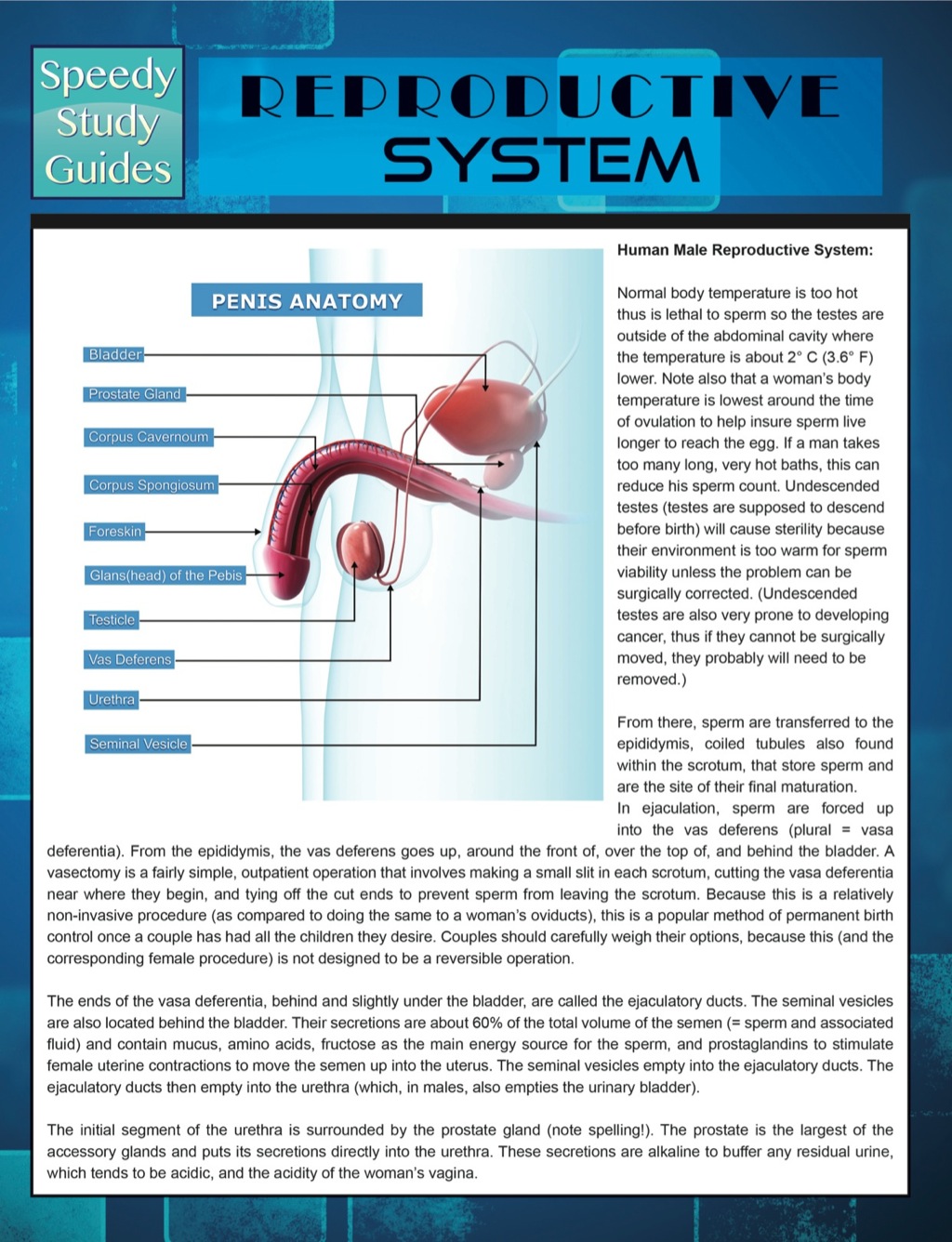 Reproductive System (Speedy Study Guides) - (PDF/EPUB Version)