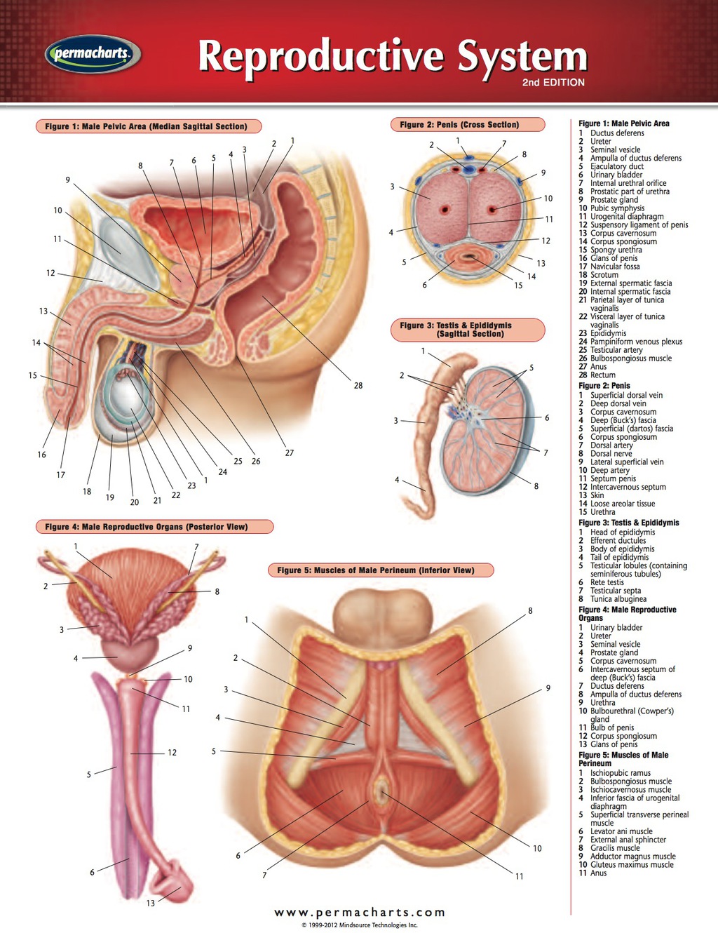 Reproductive System Chart - Medicine and Anatomy Quick Reference Guide 2nd Edition - (PDF/EPUB Version)