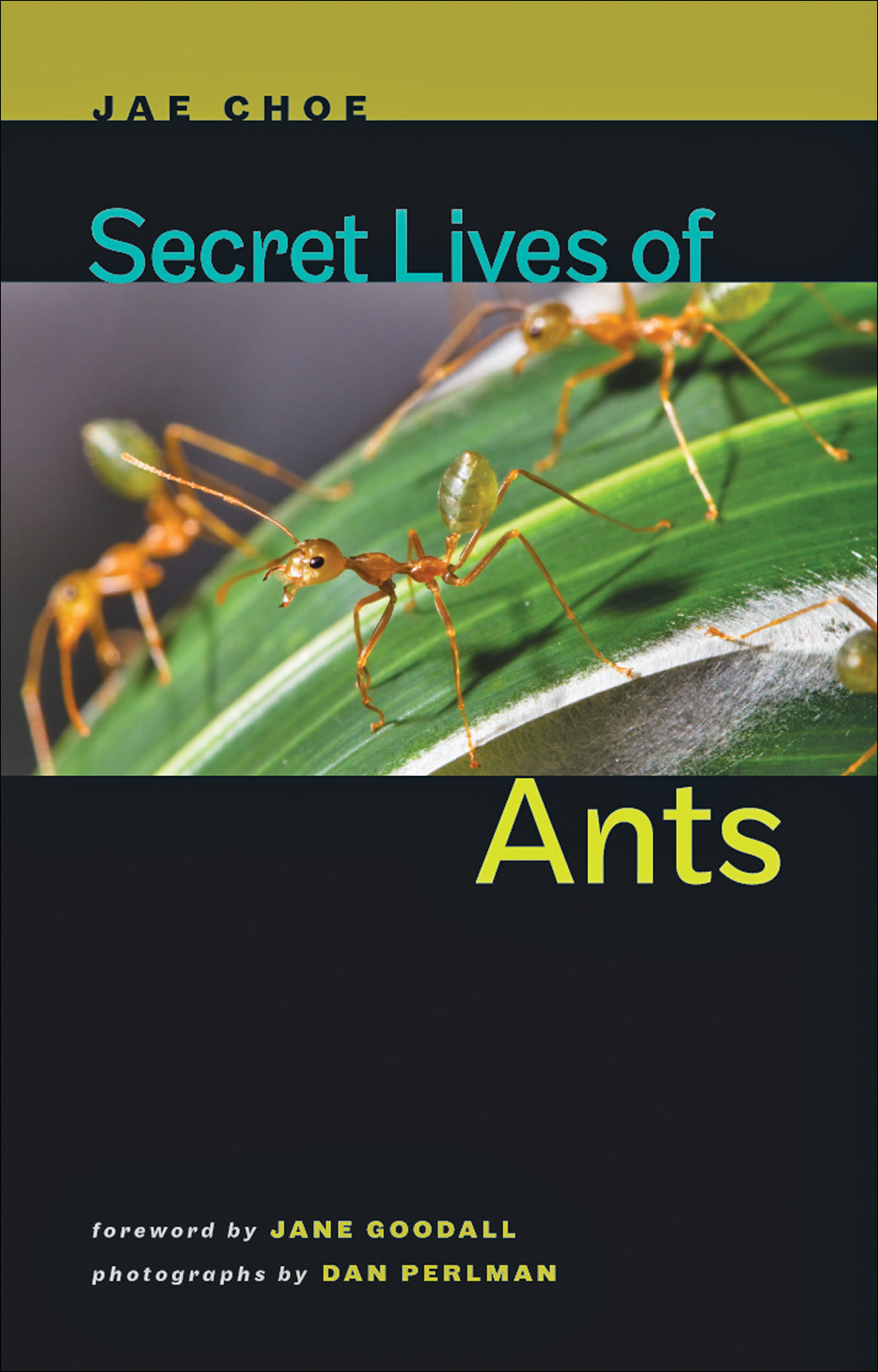 Secret Lives of Ants - (PDF/EPUB Version)
