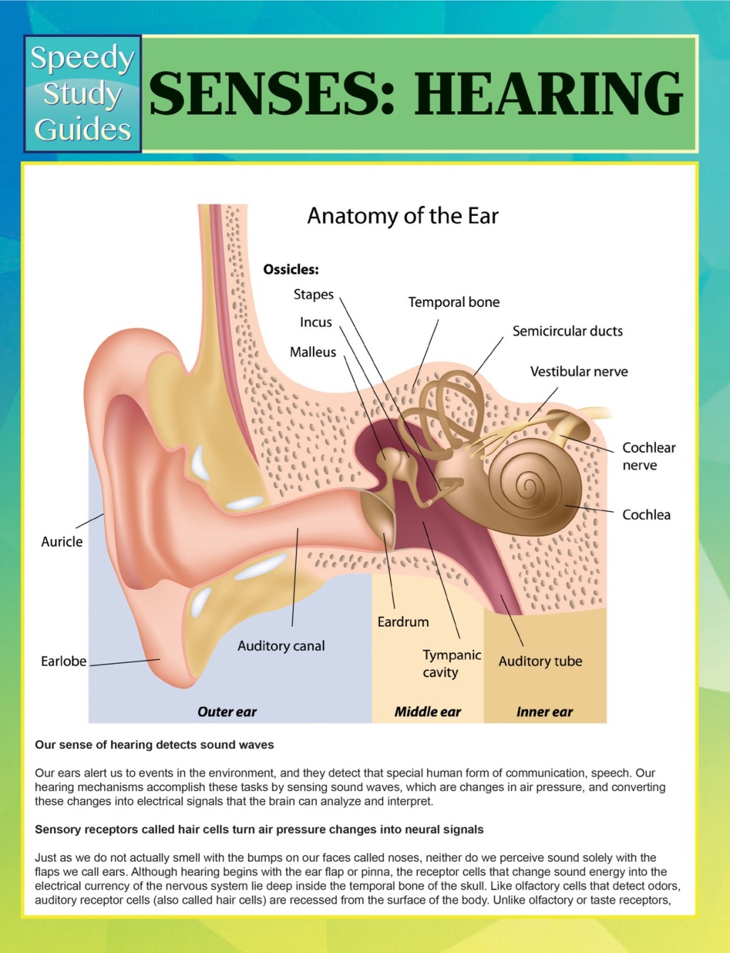 Senses: Hearing Speedy Study Guides - (PDF/EPUB Version)