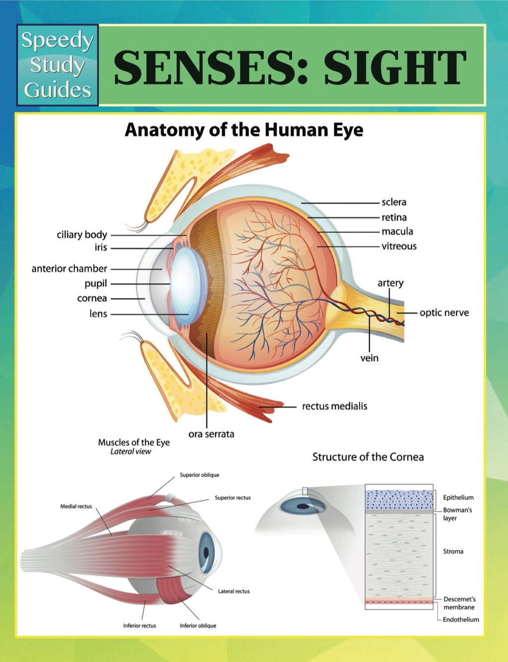 Senses: Sight Speedy Study Guides - (PDF/EPUB Version)