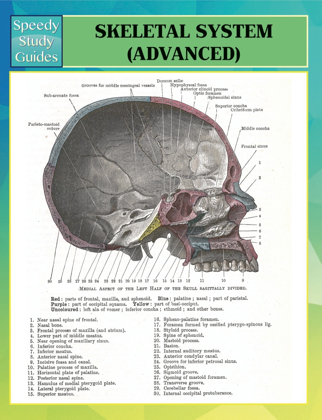 Skeletal System Advanced Speedy Study Guides - (PDF/EPUB Version)