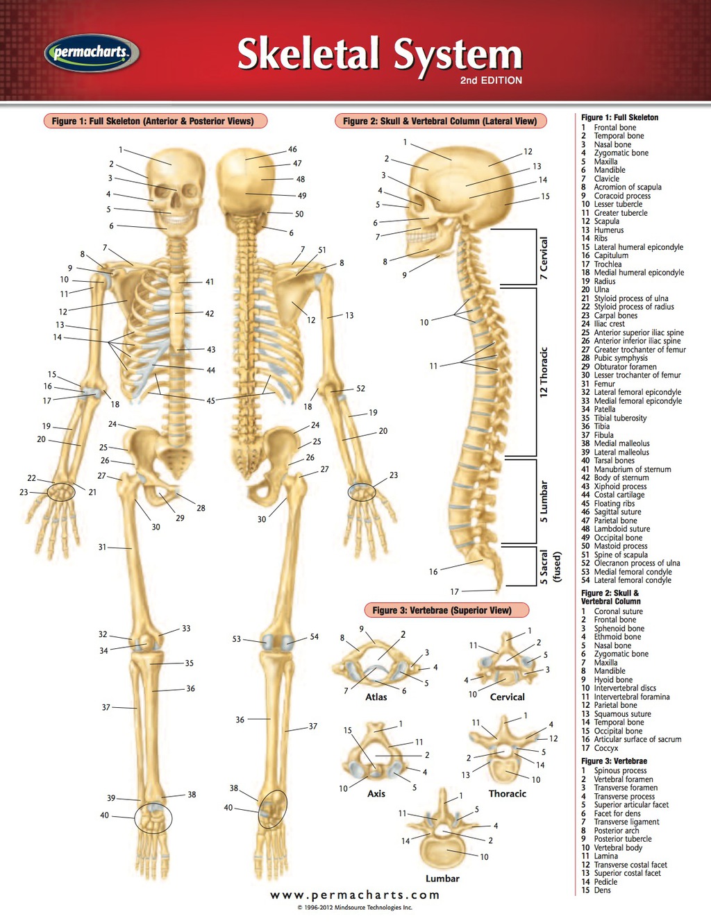 Skeletal System Chart - Medicine and Anatomy Quick Reference Guide 2nd Edition - (PDF/EPUB Version)