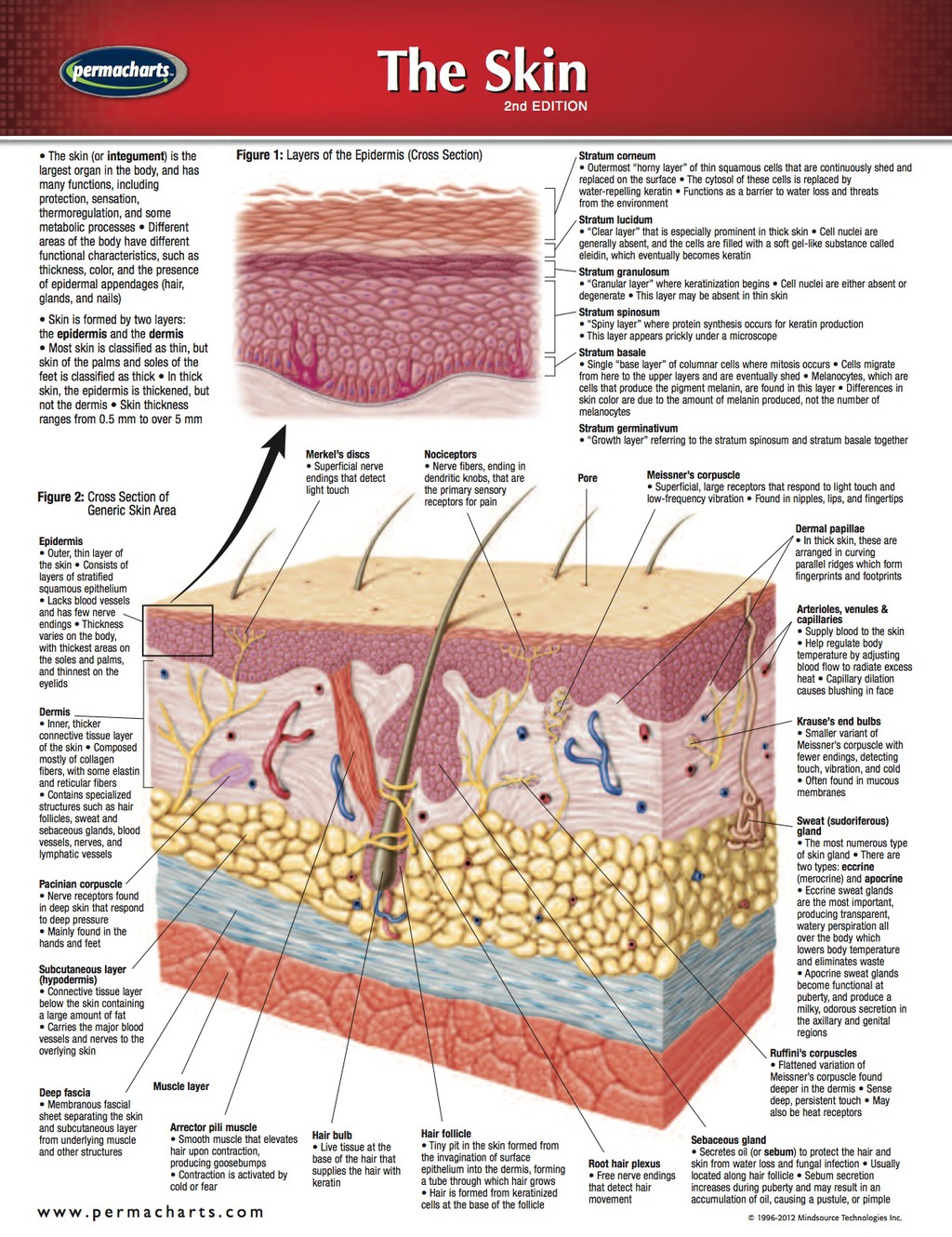 Skin Chart - Medicine and Anatomy Quick Reference Guide 2nd Edition - (PDF/EPUB Version)