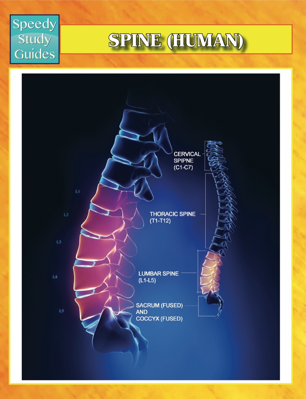 Spine (Human) Speedy Study Guides - (PDF/EPUB Version)