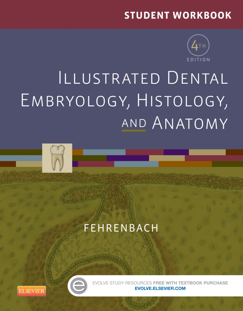 Student Workbook for Illustrated Dental Embryology, Histology and Anatomy 4th Edition - (PDF/EPUB Version)