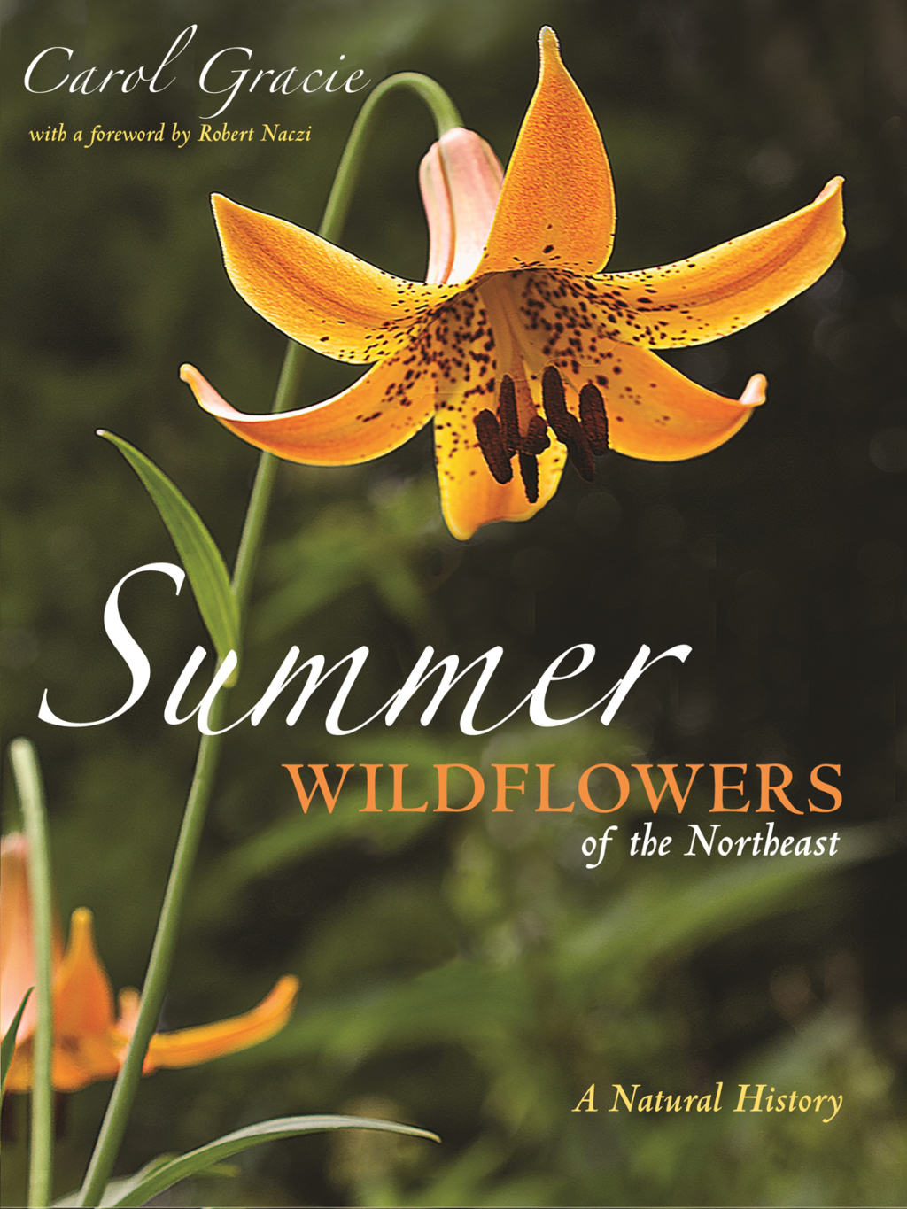 Summer Wildflowers of the Northeast A Natural History - (PDF/EPUB Version)