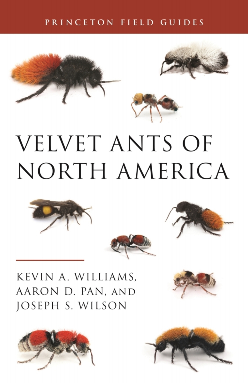 Velvet Ants of North America - (PDF/EPUB Version)