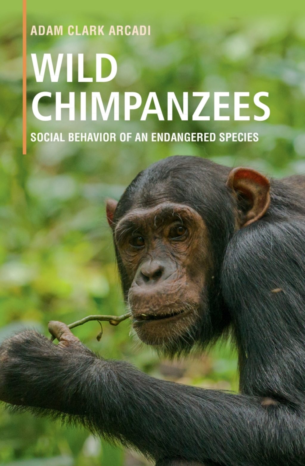Wild Chimpanzees Social Behavior of an Endangered Species - (PDF/EPUB Version)