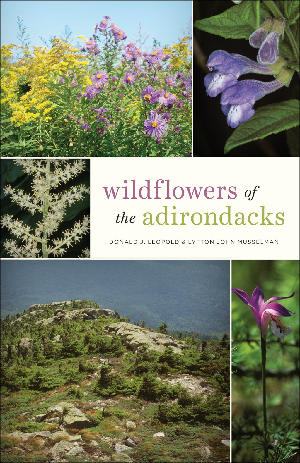 Wildflowers of the Adirondacks - (PDF/EPUB Version)