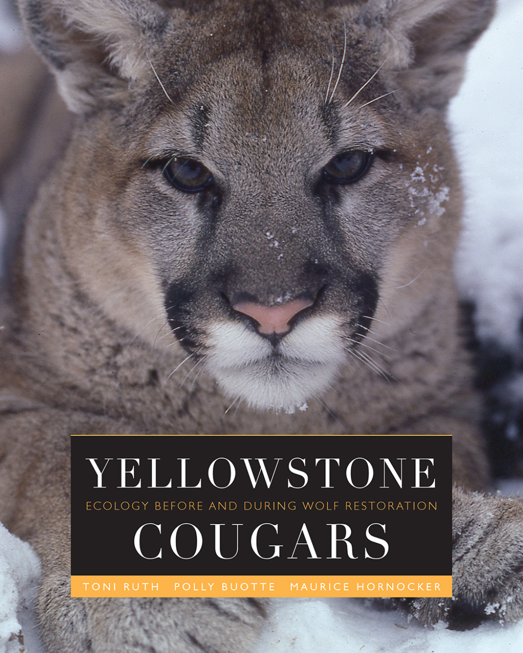 Yellowstone Cougars Ecology before and during Wolf Restoration  â€“ PDF/EPUB Version Downloadable