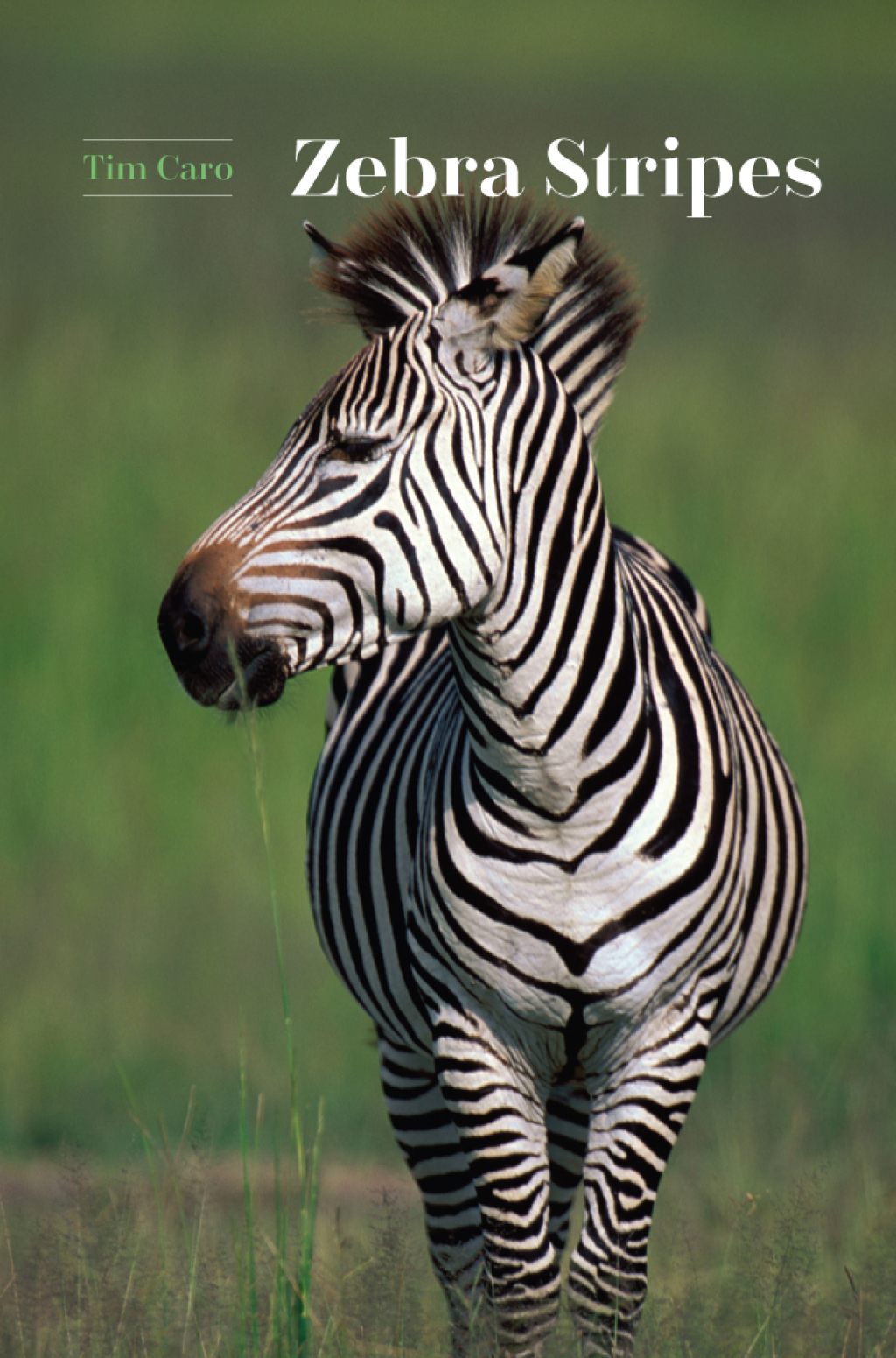 Zebra Stripes 1st Edition â€“ PDF/EPUB Version Downloadable