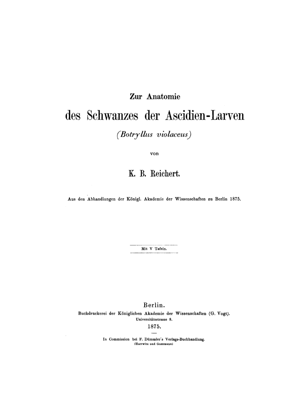 Zur Anatomie des Schwanzes der Ascidien-Larven (Botryllus violaceus) 1st Edition â€“ PDF/EPUB Version Downloadable